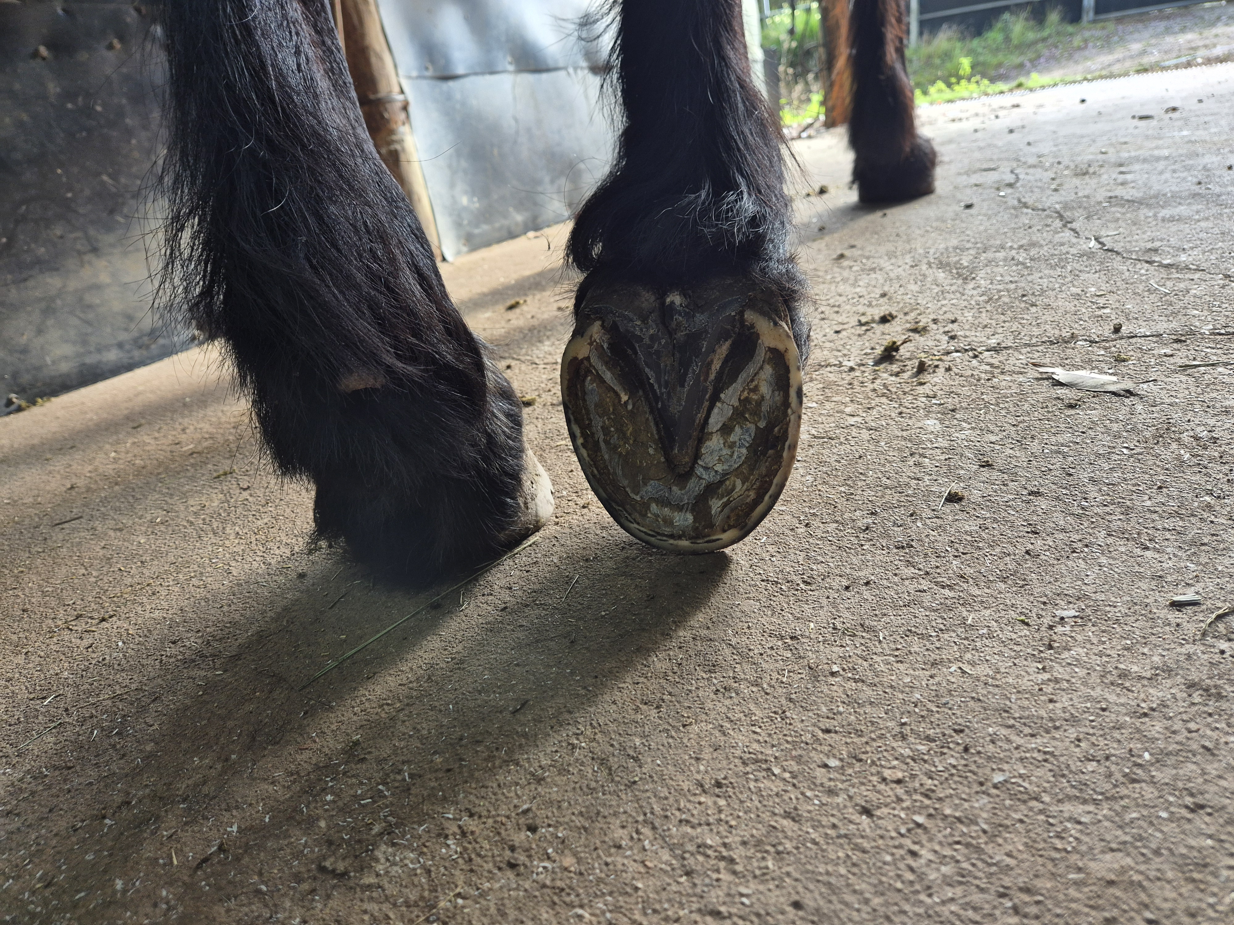 No hoof no horse they say …