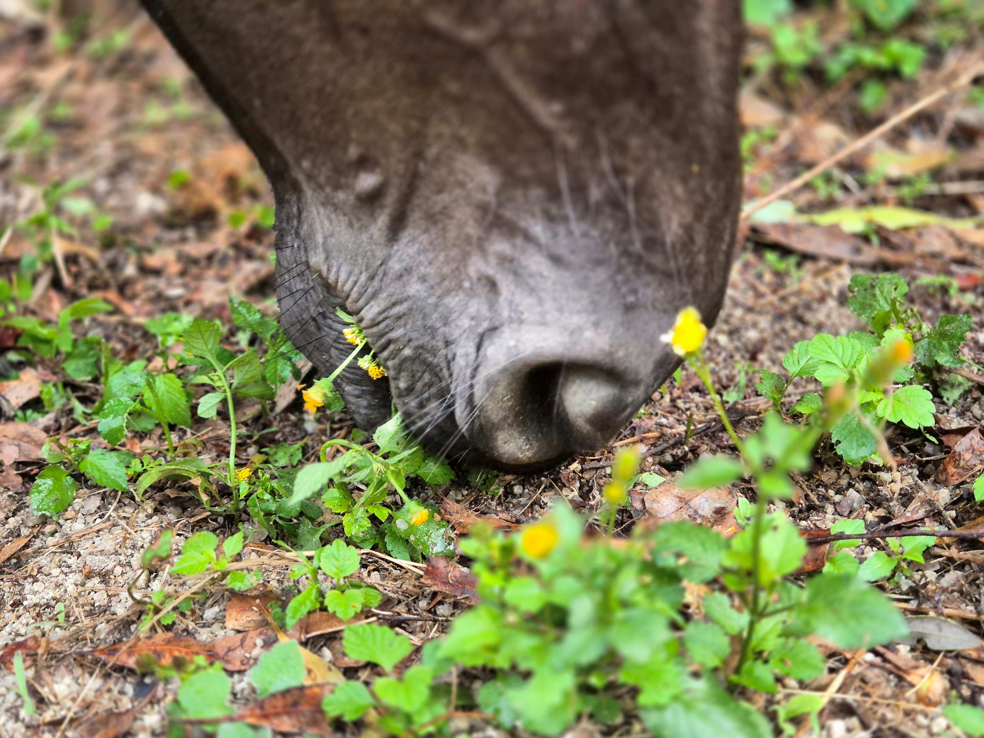 Foraging and the ability of horses to self-select botanicals